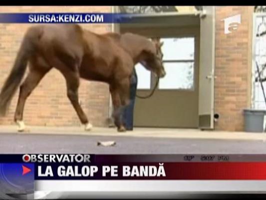 La galop pe banda in Oregon