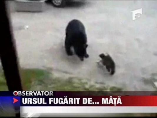 Ursul fugarit de... mata