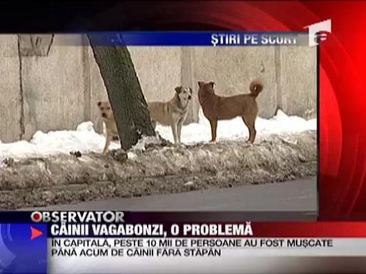 Cainii vagabonzi, o problema