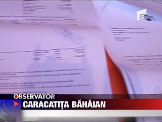 Caracatita Bahaian