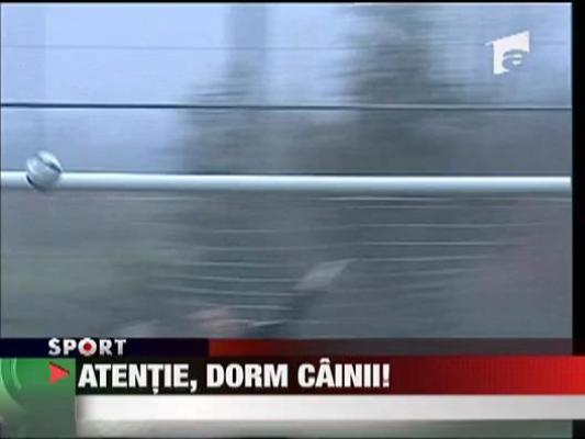 Atentie, dorm cainii!