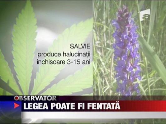 Legea "viselor" poate fi fentata
