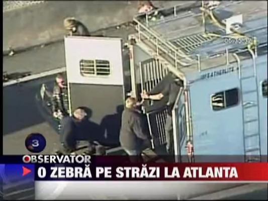 O zebra a scapat pe strazi in Atlanta