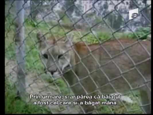 Copil ucis de o puma