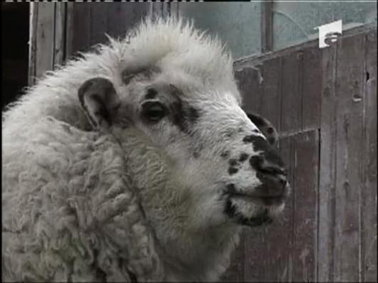 Si-a carat banii din pensie cu oaia