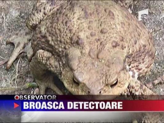 Broasaca detectoare