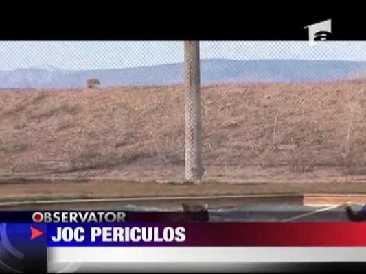 Spectacol uluitor la  un parc zoologic din Arizona