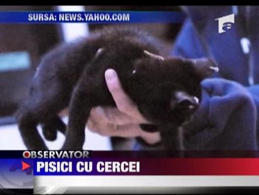 Condamnata la 6 luni de arest la domiciliu pentru ca a mutilat animale