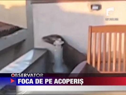 Pui de foca pe acoperis