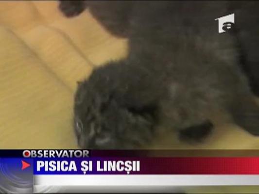 O pisica  a adoptat trei pui de Linx