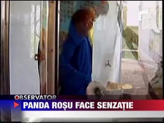 Panda rosu face senzatie