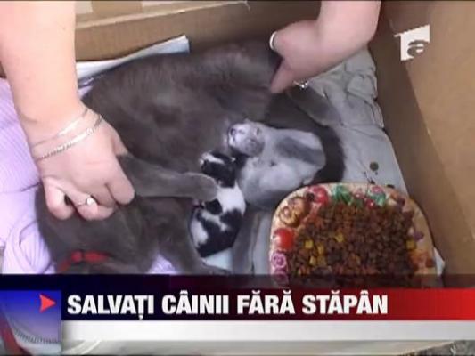 In Resita s-a deschis un nou centru pentru animalele fara stapan