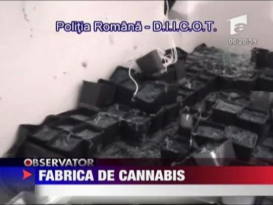 Fabrica de cannabis la Oradea