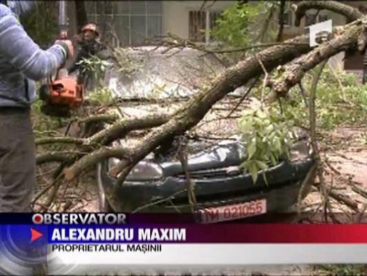 Masini prinse sub copaci