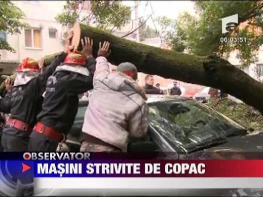 Masini strivite de copac