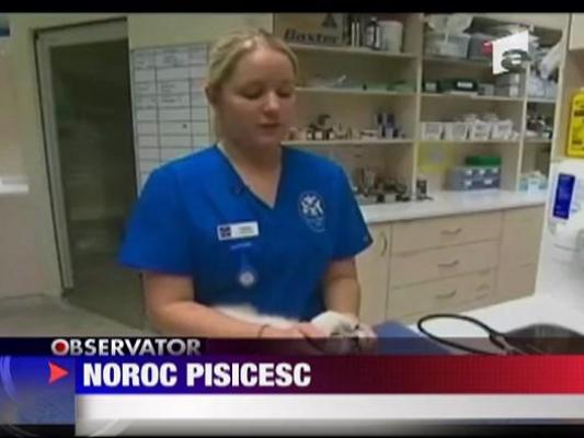 Pisica spalata in masina automata