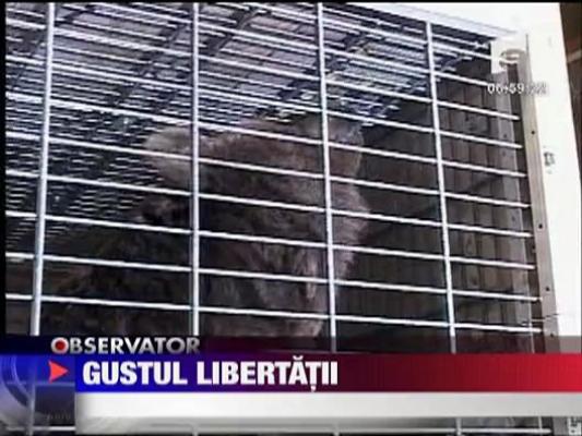 Gustul libertatii pentru ursoaica Betsy