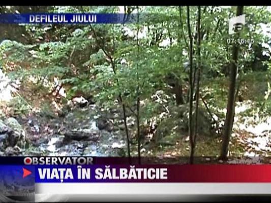 Traieste in salbaticie, in Defileul Jiului