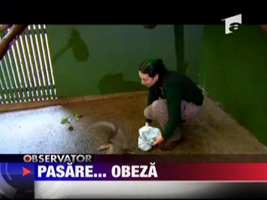 Pasare trecuta la regim