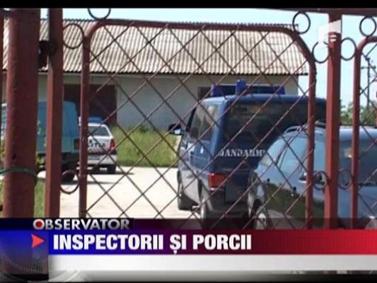 Scandal intre inspectorii sanitar-veterinari si crescatorii de porci