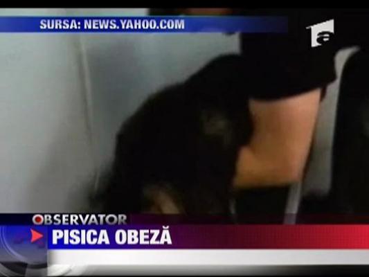 Pisica obeza