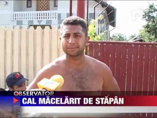 Cal macelarit de stapan!