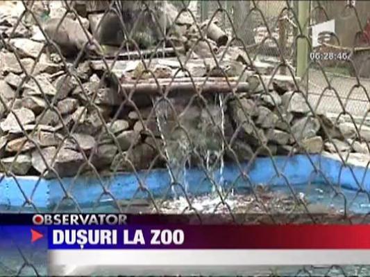 Dusuri la zoo