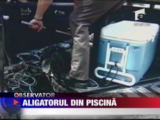 Aligator in piscina