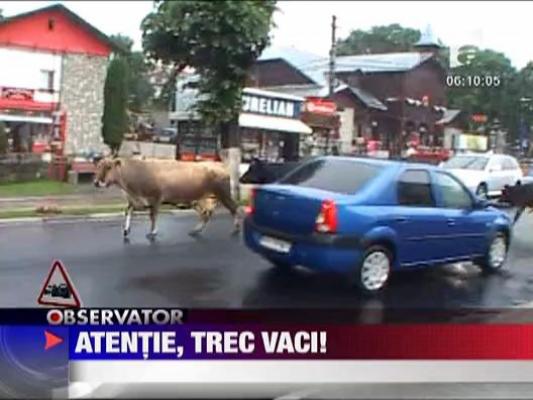 Atentie, trec vaci!