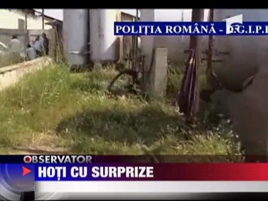 Hoti cu surprize: furau titei si cresteau canabis