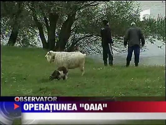 Operatiunea "oaia"