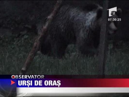 Ursi de oras