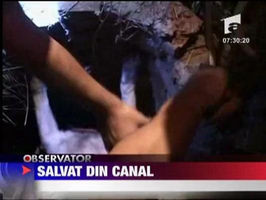 Caine salvat dintr-un canal