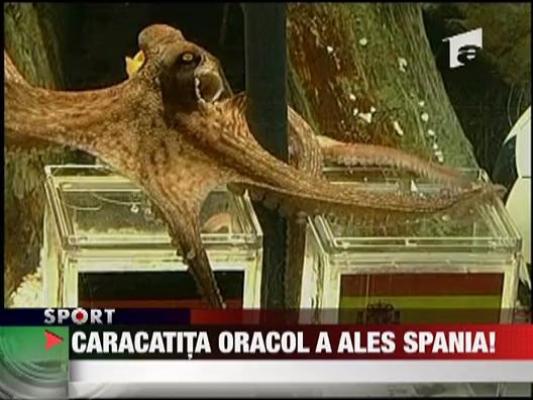 Caracatita oracol a ales Spania!