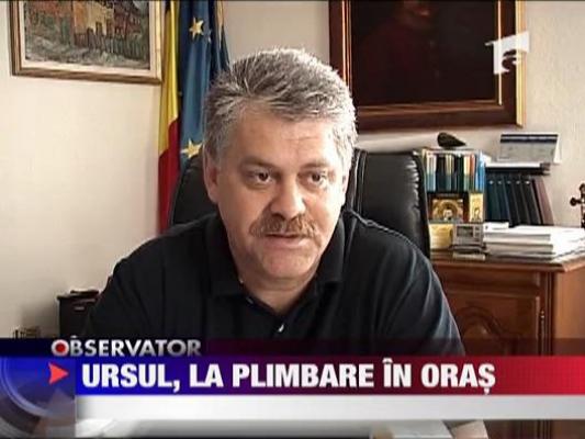 Ursul, la plimbare prin oras