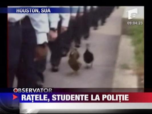 Ratele, studente la politie