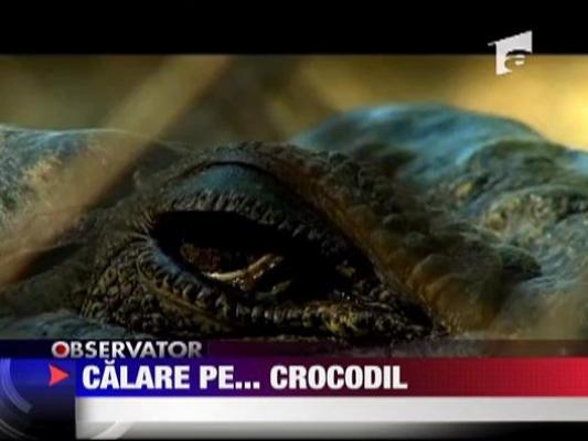 Muscat de crocodil