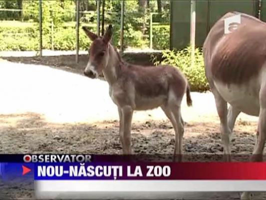 Nou nascuti la ZOO