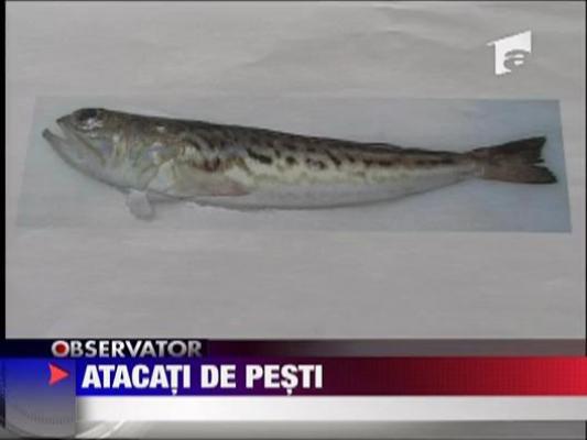 Atacati de pesti