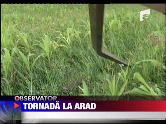 Tornada la Arad