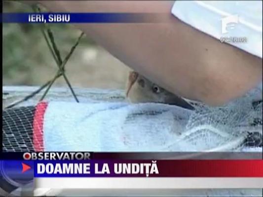 Doamne la undita