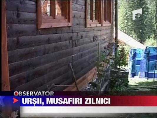 Ursii, musafiri zilnici