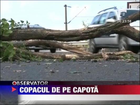 S-a trezit cu un copac pe capota masinii
