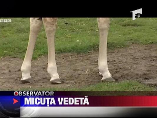 Kaiser, micuta vedeta