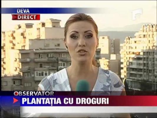 Plantatia cu droguri