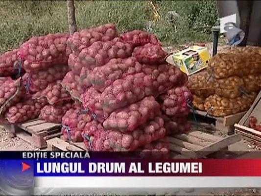 Lungul drum al legumei