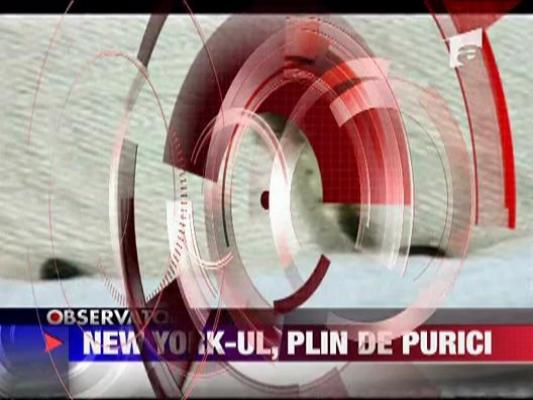 New York-ul, plin de purici