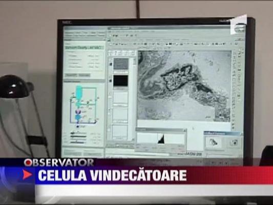 Celula care regeneraza tesuturile bolnave