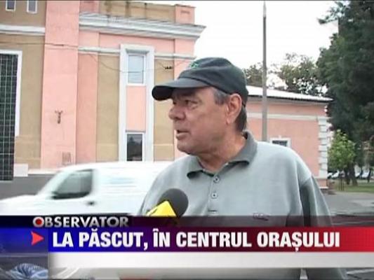 La pascut, in centrul orasului