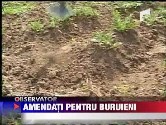 Amendati pentru buruieni